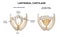 Larynx cartilage, closed and open ligaments, medical illustrations and teaching materials, anatomy, realistic vector