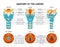 Larynx Inhale Anatomy Composition