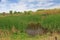 Las Lagunas de Anza Wetlands