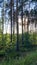 Las sosnowy w okolicach Sobiboru