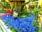 Las Vegas, United States of America - May 05, 2016: The Japanese flowering garden at luxury hotel Bellagio