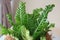 Lasagna Fern for indoor plant