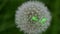 Laser beam on dandelion flower head (puffball)