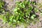 Laserpitium latifolium, broad-leaved sermountain, distinctively shaped leaves, Poland