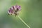 Laserpitium latifolium flower macro with green background