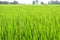 Lash green paddy field with nature background