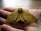 Lasiocampa quercus moth