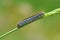 Lasiocampidae moth caterpillar crawling on grass