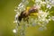 Lasioglossum calceatum, a Palearctic species of sweat bee