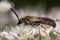 Lasioglossum calceatum solitary bee on flower