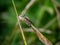 Lasioglossum japonicum sweat bee in a Japanese forest 4