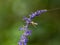 Lasioglossum japonicum sweat bee on sage flowers 1