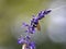 Lasioglossum japonicum sweat bee on sage flowers 2