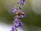 Lasioglossum japonicum sweat bee on sage flowers 3