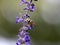 Lasioglossum japonicum sweat bee on sage flowers 4