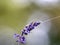Lasioglossum japonicum sweat bee on sage flowers 5