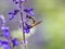 Lasioglossum japonicum sweat bee on sage flowers 6