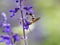 Lasioglossum japonicum sweat bee on sage flowers 7