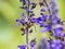 Lasioglossum japonicum sweat bee on sage flowers 8