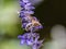Lasioglossum japonicum sweat bee on sage flowers 9