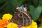 Lasiommata achine buttefly sitting on the flower