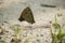 Lasiommata maera, The Wall Butterflies