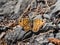 Lasiommata megera, or wall brown butterfly sitting on a ground