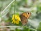 Lasiommata megera, or wall brown butterfly sitting on a yellow flower