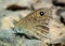 Lasiommata menava , the dark wall butterfly sitting on rock , butterflies of Iran