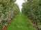 Last apples on apple plantations after harvest in october