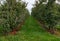 Last apples after harvest on trees in October on apple plantations