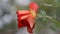 Last autumn rose in the country sways in the wind closeup