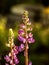 Last blooming autumn lupines on a blurry autumn natural background