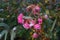 Last blooms of pink rose `Palmengarten Frankfurt` under the snow in December. A rose is a woody perennial flowering plant. Berlin