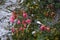 Last blooms of pink rose `Palmengarten Frankfurt` under the snow in December. A rose is a woody perennial flowering plant. Berlin