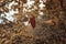 Last brown birch leaf hanging on the branch in front of colorful