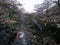 Last cherry blossoms of the season on Meguro river, a popular sakura viewing spot in Tokyo