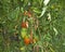 The last crop of organic tomatoes