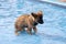 On last day of the summer season, dogs are allowed in the outside swimming pool in Nieuwerkerk aan den IJssel in the Netherlands