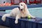 On last day of the summer season, dogs are allowed in the outside swimming pool in Nieuwerkerk aan den IJssel in the Netherlands.