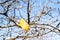 Last dried yellow leaf on quince tree on sunny day