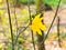 Last fallen maple leaf on twig in autumn