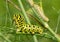 Last, fifth instar of a Black Swallowtail butterfly caterpillar eating a fennel stem, with two fourth instars in the background
