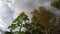 Last flowering autumn sunflowers,birch trees and clouds motion, time lapse