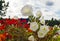 Last flowers of the passing summer. Delicate petunias against a