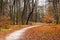 Last golden leaves in autumn beech forest