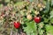 The last harvest mature berry of a wild strawberry on a bush in sunny summer day.