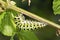 Last instar of Black Swallowtail butterfly caterpillar getting ready to pupate