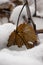 The last leaf of a tree in the snow, on a festive snowy day