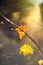 The last leaves hanging on a twig. Nature macro wallpaper. Golden maple leaves. Autumn concept and free space.